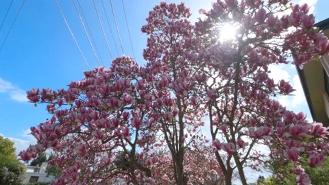 Gorgeous light patterns through spring magnolia bloom, moving shot 4K Stock Footage 138679506
