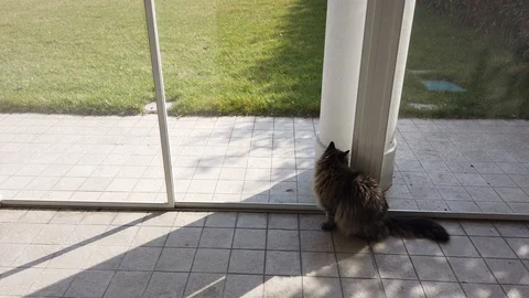 Gorgeous long haired cat looking in the garden Stock Footage 126279907