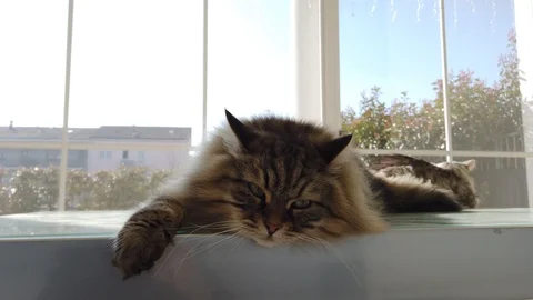 Gorgeous long haired cat in relax on a garden table Stock Footage 125912236