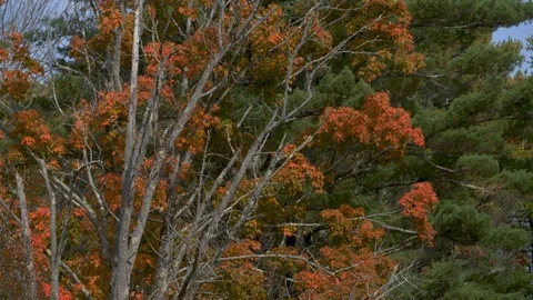 Gorgeous maple tree and full fall foliage Stock Footage 126998570