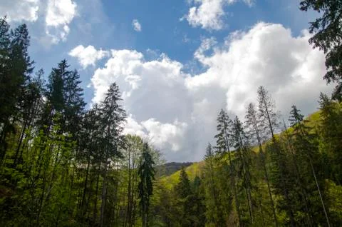 Gorgeous mountain forest under deep blue summer sky Stock Photos