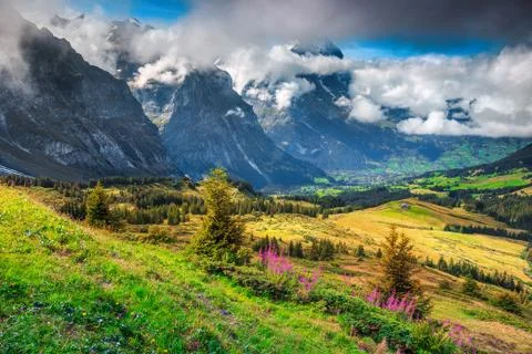 Gorgeous mountain landscape with spring alpine flowers, Grindelwald, Switzerl Stock Photos