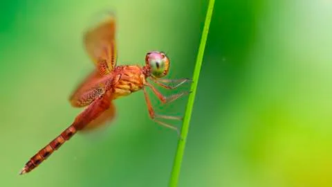 Gorgeous multicolored dragonfly on a stem, macro photography Stock Photos