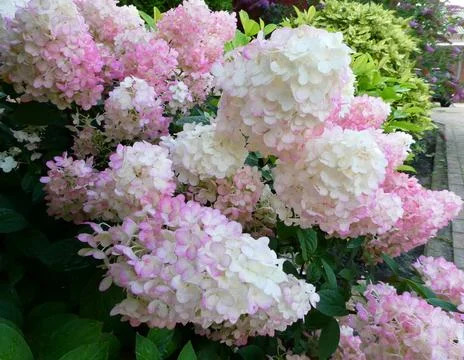 A gorgeous panicled hydrangea full in bloom Stock Photos