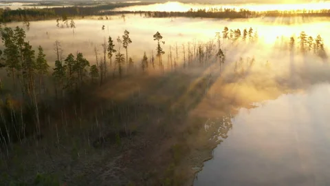 Gorgeous panorama of the sun rays hitting the fog in swampy area Stock Footage 189879998