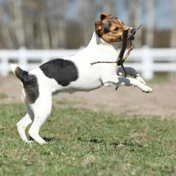 Gorgeous parson russell terrier running Stock Photos