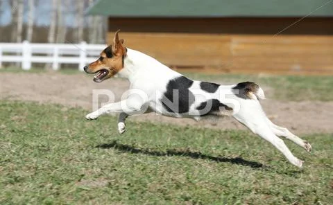 Gorgeous parson russell terrier running Stock Photos