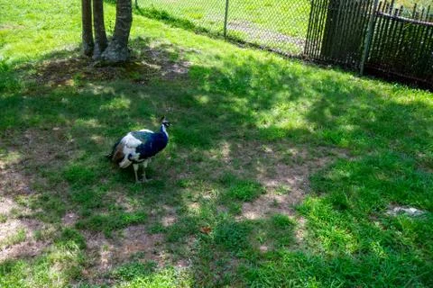 A Gorgeous Peacock in a Patch of Grass in a Zoo Stock Photos
