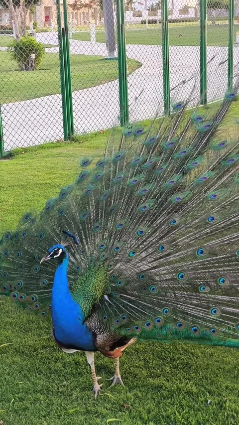 Gorgeous peacock with spread tail against green grass background Stock Footage 314513665