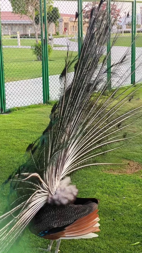 Gorgeous peacock with spread tail against green grass background Stock Footage 314513690