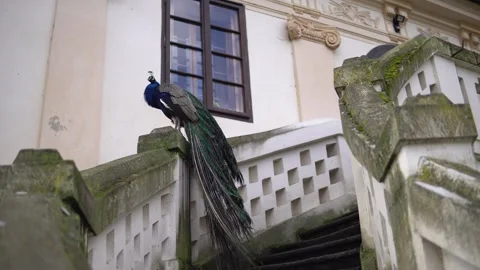 A gorgeous peacock stading on a staircase 스톡 동영상 240384027