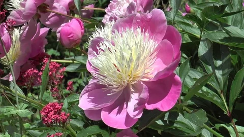 Gorgeous pink peony Stock Footage 76194281