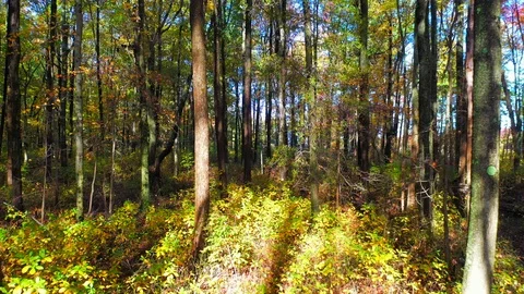 Gorgeous Pullback Shot of the Woods During the Fall Season Stock Footage 118844791