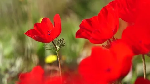 Gorgeous red flower closeup Stock Footage 57651445