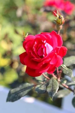 Gorgeous red flower Stock Photos