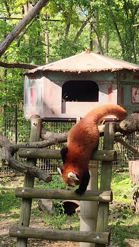 Gorgeous red panda Stock Footage 317697391