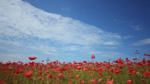 Gorgeous red poppies in motion with soft wind and dramatic sky. Vídeo Stock 310097933
