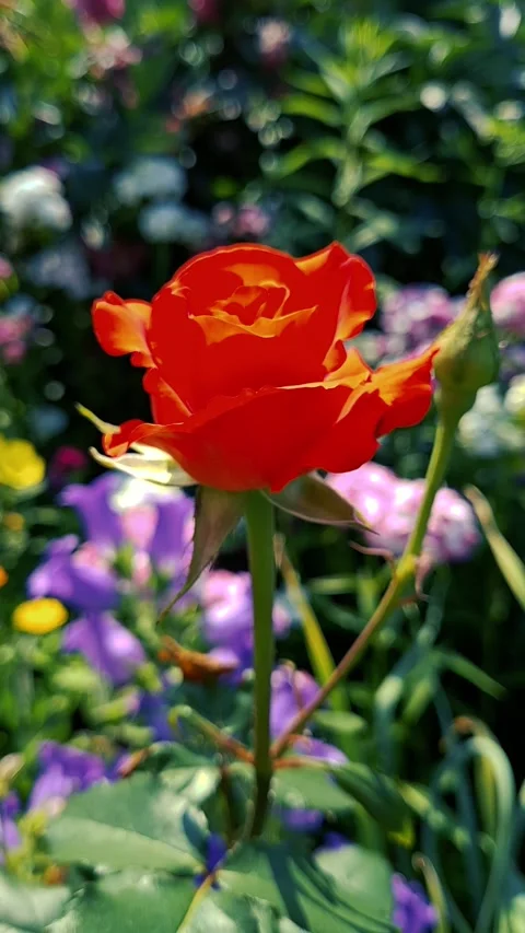 A gorgeous red rose flower sways softly against a beautiful purple and green Stock Footage 337966024