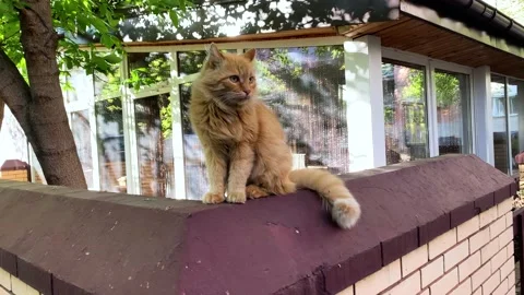 Gorgeous red tabby cat observing the street on beautiful sunlit day outdoors Vidéo 194375289