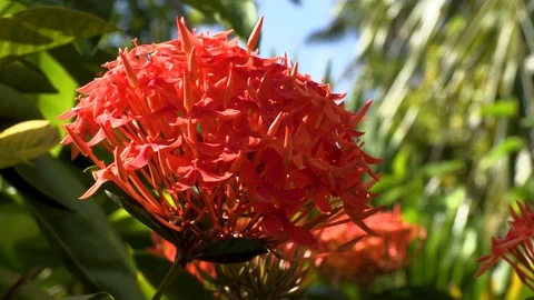 Gorgeous red tropical inflorescence. Stock Footage 106984192
