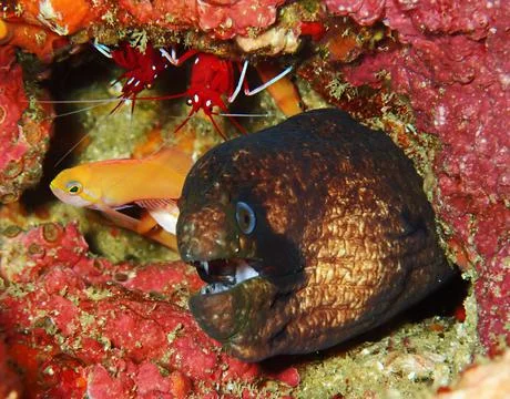 Gorgeous reef scene Stock Photos