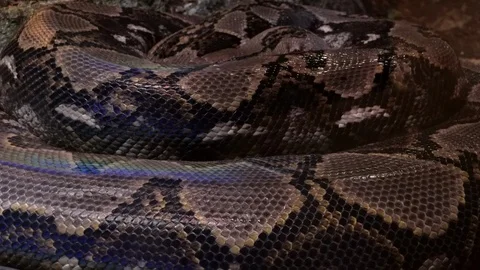 Gorgeous reticulated python basking on rocks Stock Footage 99844812