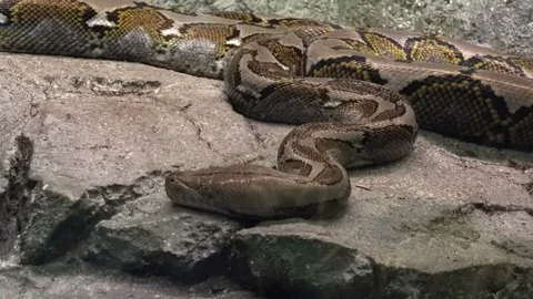 Gorgeous reticulated python basking on rocks Stock Footage 99845416