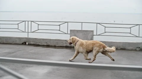 Gorgeous Retriever Running Stock Footage