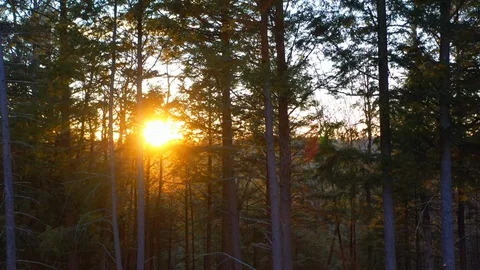 Gorgeous rising drone shot up pine trees revealing sunset Stock Footage 129061332