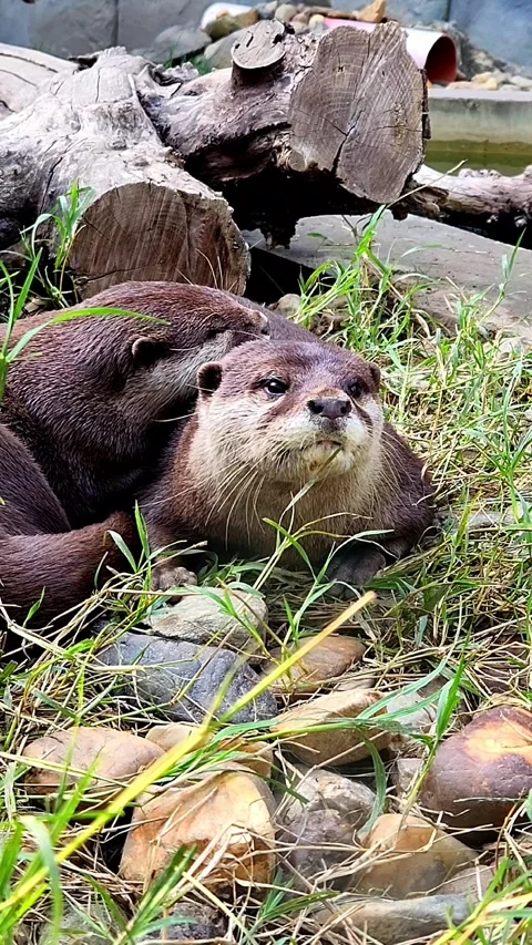 Gorgeous river otter Stock-Footage 316188321