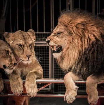 Gorgeous roaring lion and two lioness on circus arena Stock Photos
