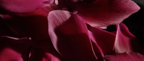 Gorgeous rose petals spinning casting shadows at each other Stock Footage 106003864