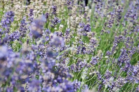 Gorgeous Scented Lavender Stock Photos