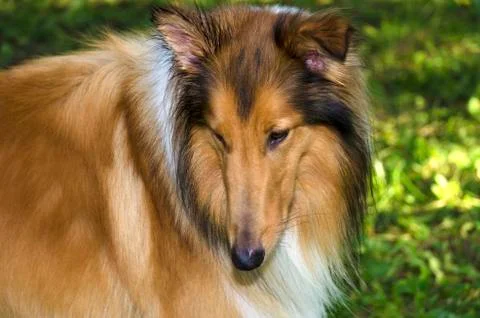 Gorgeous Scottish shepherd in the backyard Stock Photos