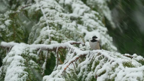 Gorgeous shot of chickadee taking off from branch in snow Stock Footage