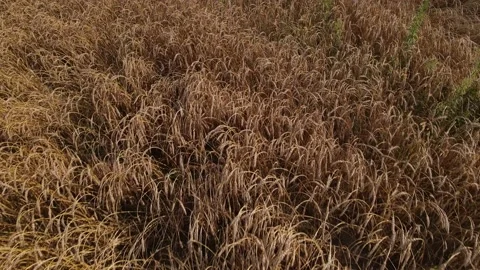 Gorgeous Siberian field with wheat Видео 137951808