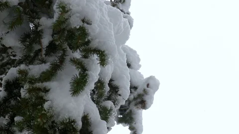 Gorgeous Slow Falling Snowflakes Stock Footage 118008674