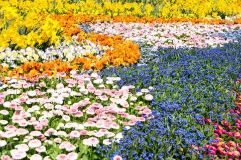 Gorgeous spring flowers Stock Photos