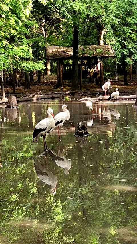 Gorgeous storks in a pond Stock Footage 317696132