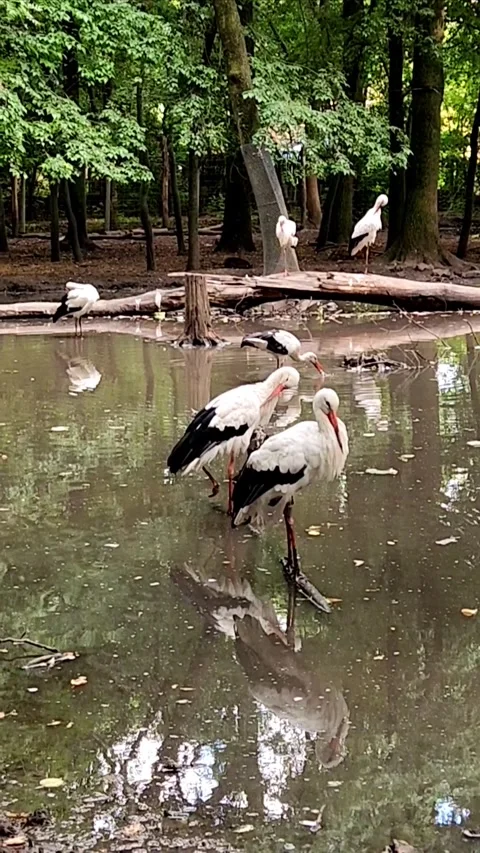 Gorgeous storks in a pond Stock-Footage 317696137