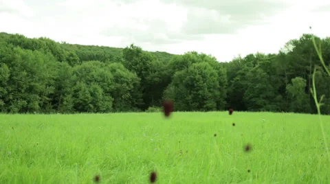 Gorgeous summer landscape. Vidéo 47949170