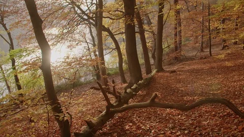 A gorgeous sun reflection in a lake creates a lensflare in an autumnal forest. Видео 76223462