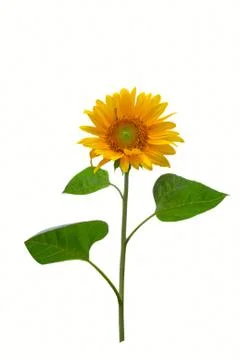 Gorgeous sunflower Stock Photos