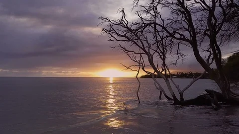 Gorgeous Sunset Reflecting Off Calm Ocean Waters From Behind A Tree Stock Footage 86036739