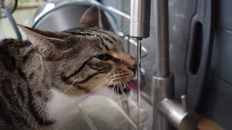 Gorgeous thirsty tabby cat is drinking fresh water from a kitchen tap. Video stock 142689160