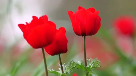 Gorgeous threesome Stock Footage 57646542