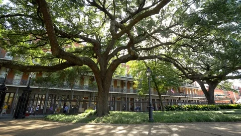 Gorgeous Tree and Architecture in Jackson Square, New Orleans Stock Footage 96167875