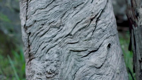 Gorgeous Tree Trunk Texture with Macro lens, Australian Bush, Mt Lofty Ranges Stock Footage 236344227