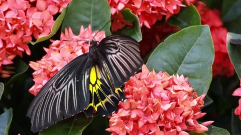 Gorgeous Troides Helena or Common Birdwing Collecting Nectar on Red Ixora Stock Footage 297363808