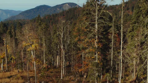 Gorgeous view of autumn forest painted in colourful yellow, green and red Stock Footage 204048073